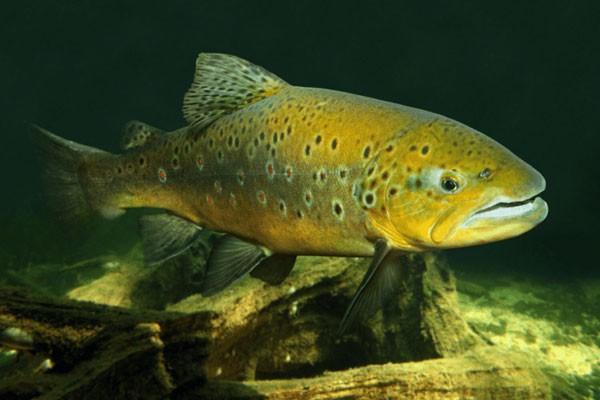 Castbooker Trout Specimen