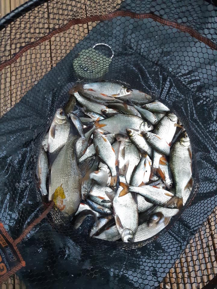 Cast Netting Ditches, Ponds & Canals - Freshwater Fishing For Cascadu  (Hassa), Cichlids & Tetras 